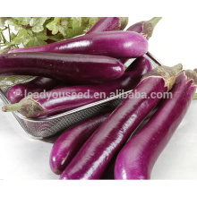 E18 Changfeng no.2 largas semillas de berenjena púrpura, mejores semillas de berenjena para la venta